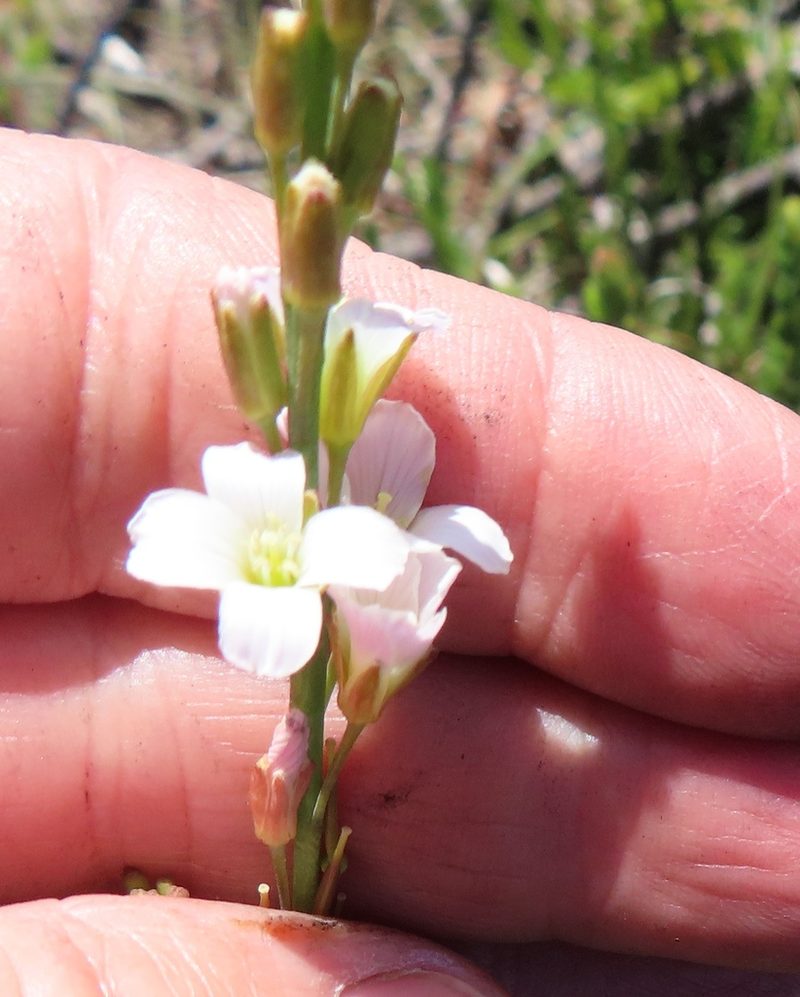 Heliophila macra, photographed by linkie