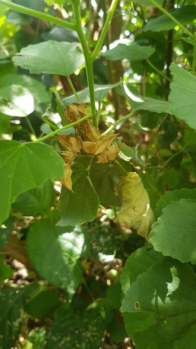 Dombeya burgessiae, photographed by Margaret Burger