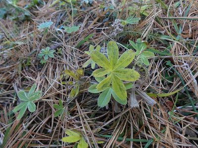 Alchemilla alpina, photographed by Norrland