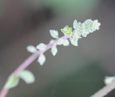 Cyathula prostrata, photographed by Agnes Trekker