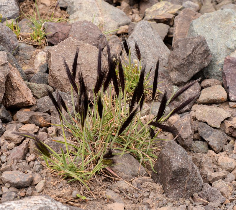 Hordeum comosum, photographed by Nicolás Villaseca Merino