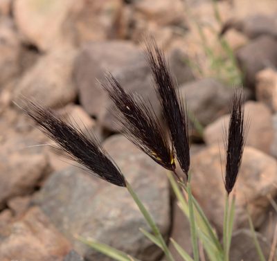 Hordeum comosum, photographed by Nicolás Villaseca Merino