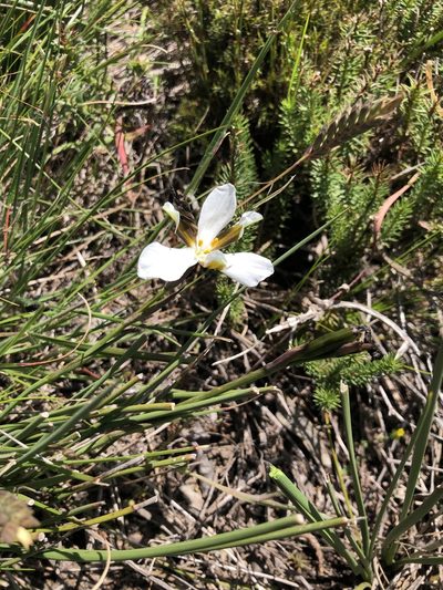 Aristea teretifolia, photographed by Charleen Brunke