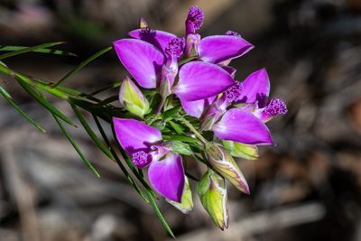 Polygala umbellata, photographed by magriet b