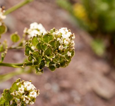 Menonvillea scapigera, photographed by Nicolás Villaseca Merino