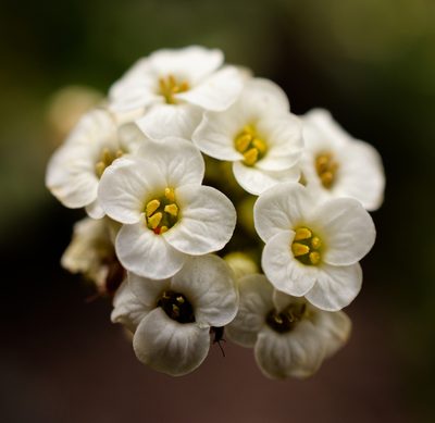 Menonvillea scapigera, photographed by Nicolás Villaseca Merino