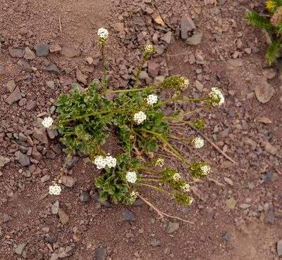 Menonvillea scapigera, photographed by Nicolás Villaseca Merino