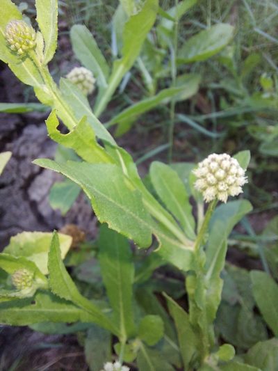 Sphaeranthus africanus, photographed by Ramesh Shenai Jr.