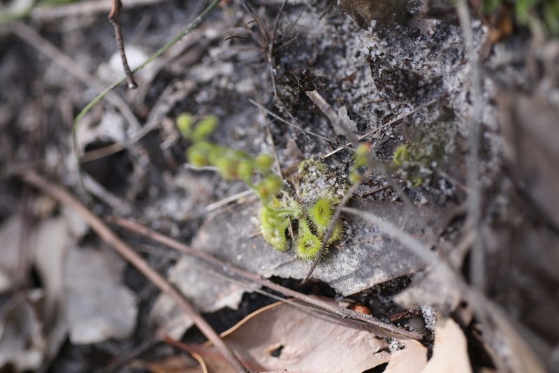 Drosera glanduligera, photographed by Hugo Innes