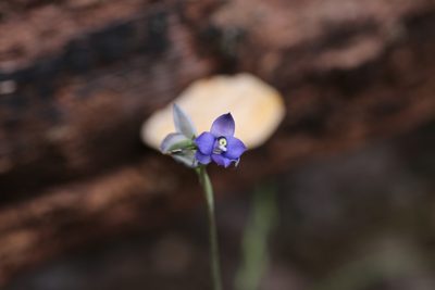 Thelymitra graminea, photographed by Hugo Innes