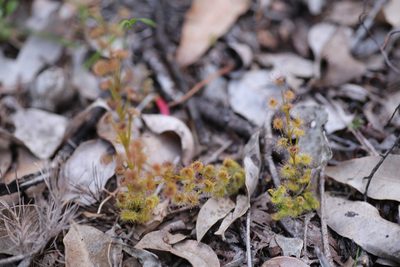 Drosera stolonifera, photographed by Hugo Innes
