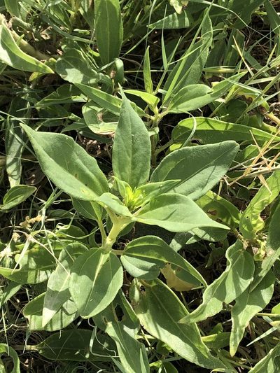 Helianthus paradoxus, photographed by Jared Shorma