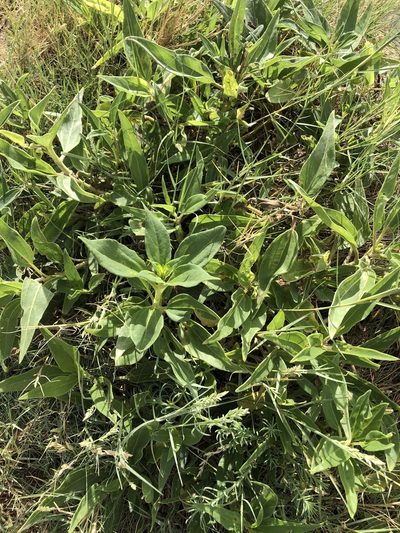 Helianthus paradoxus, photographed by Jared Shorma