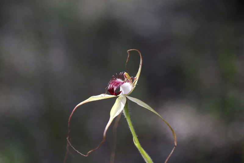 Caladenia excelsa, photographed by Hugo Innes