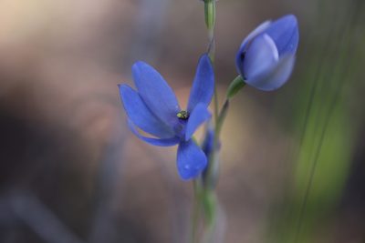 Thelymitra crinita, photographed by Hugo Innes