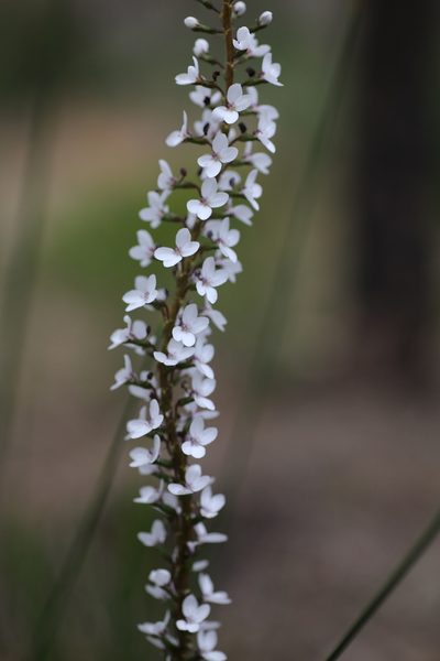Stylidium diversifolium, photographed by Hugo Innes