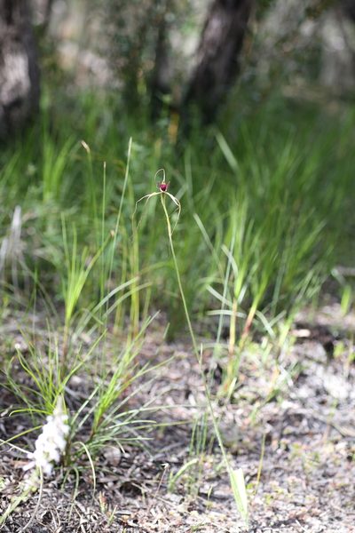 Caladenia excelsa, photographed by Hugo Innes