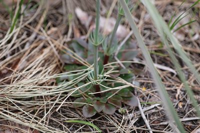 Stylidium diversifolium, photographed by Hugo Innes