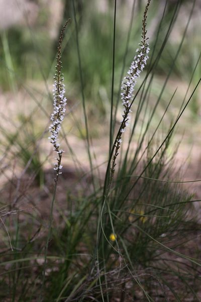 Stylidium diversifolium, photographed by Hugo Innes