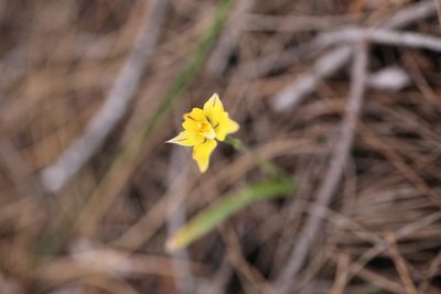 Caladenia flava, photographed by Hugo Innes