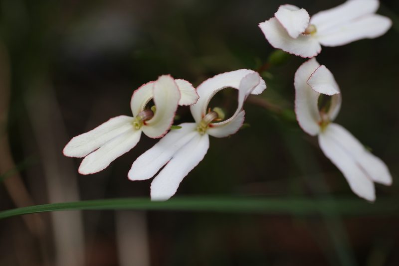 Stylidium schoenoides, photographed by Hugo Innes
