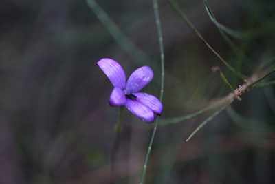 Caladenia brunonis, photographed by Hugo Innes
