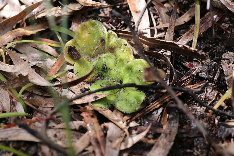 Drosera erythrorhiza, photographed by Hugo Innes