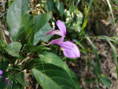 Dicliptera tinctoria, photographed by 五色鳥