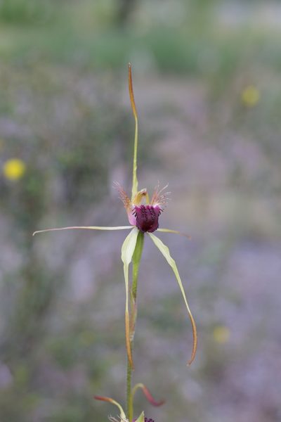 Caladenia thinicola, photographed by Hugo Innes