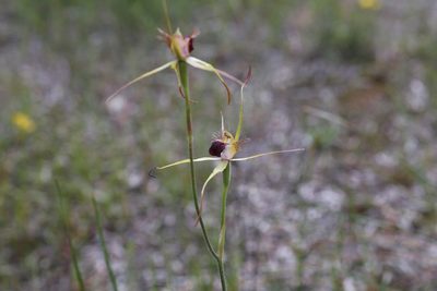 Caladenia thinicola, photographed by Hugo Innes