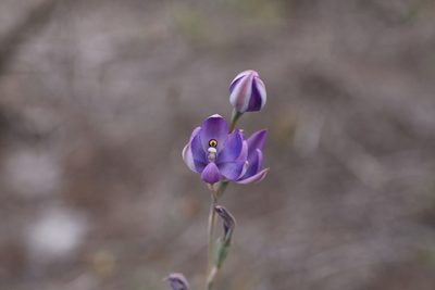 Thelymitra graminea, photographed by Hugo Innes