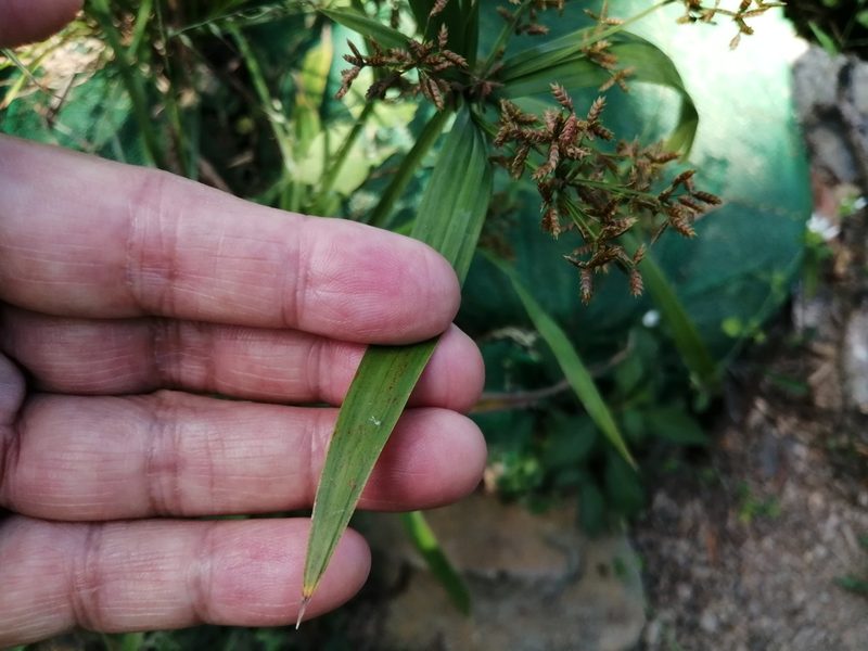 Cyperus diffusus, photographed by 五色鳥