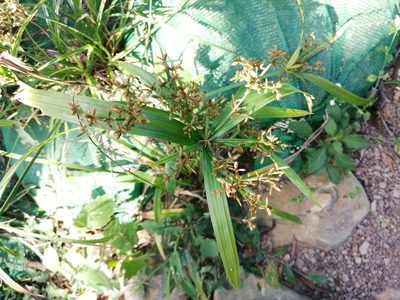 Cyperus diffusus, photographed by 五色鳥