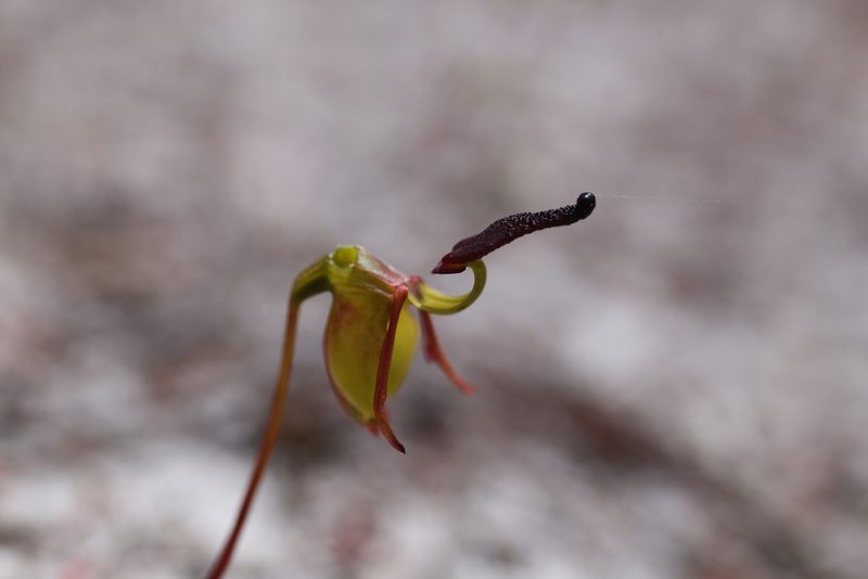Caleana nigrita, photographed by Hugo Innes