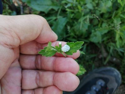 Leucas chinensis, photographed by 五色鳥