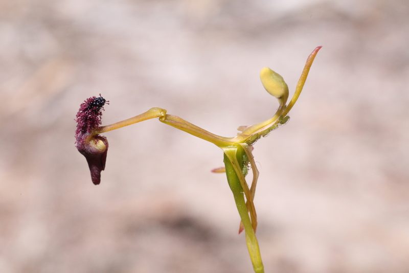 Drakaea elastica, photographed by Hugo Innes