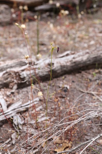 Drakaea elastica, photographed by Hugo Innes