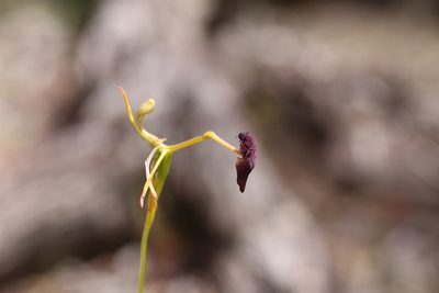 Drakaea elastica, photographed by Hugo Innes