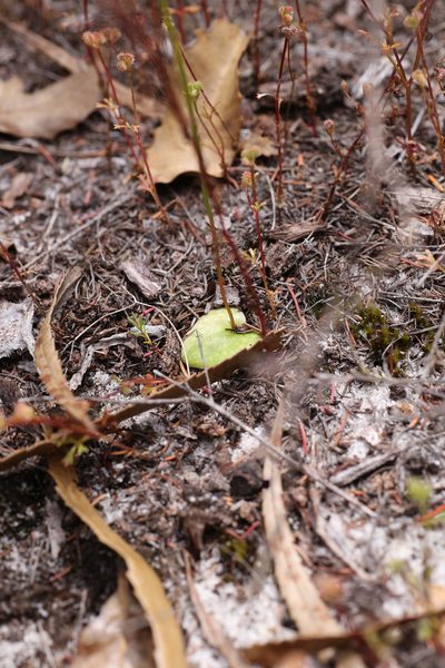 Drakaea elastica, photographed by Hugo Innes
