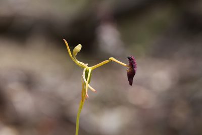 Drakaea elastica, photographed by Hugo Innes