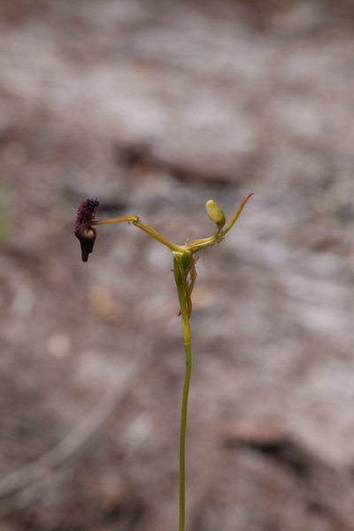 Drakaea elastica, photographed by Hugo Innes