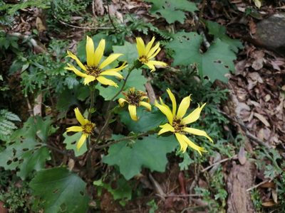 Farfugium japonicum, photographed by 五色鳥