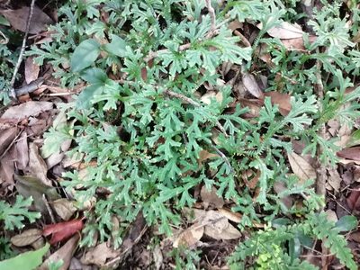 Selaginella doederleinii, photographed by 五色鳥