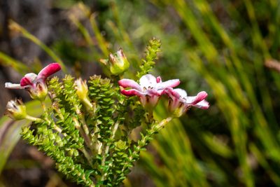 Adenandra brachyphylla, photographed by magriet b
