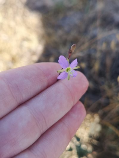 Heliophila adpressa, photographed by leandra-k_89