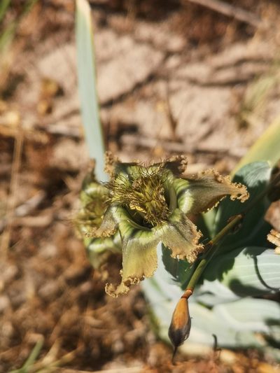 Ferraria divaricata, photographed by leandra-k_89