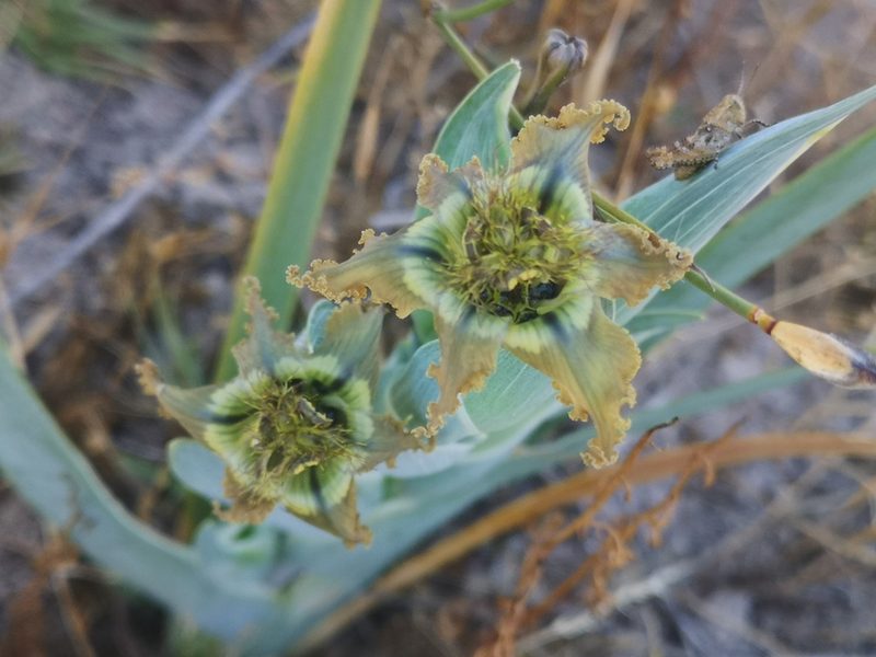 Ferraria divaricata, photographed by leandra-k_89