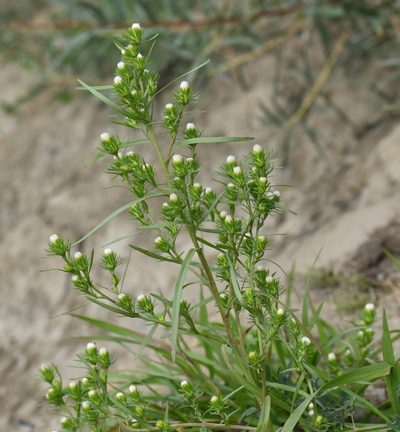 Symphyotrichum ciliatum, photographed by Eric Lamb