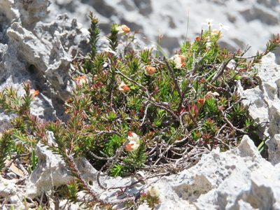 Erica calcareophila, photographed by linkie