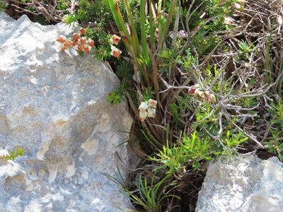 Erica calcareophila, photographed by linkie